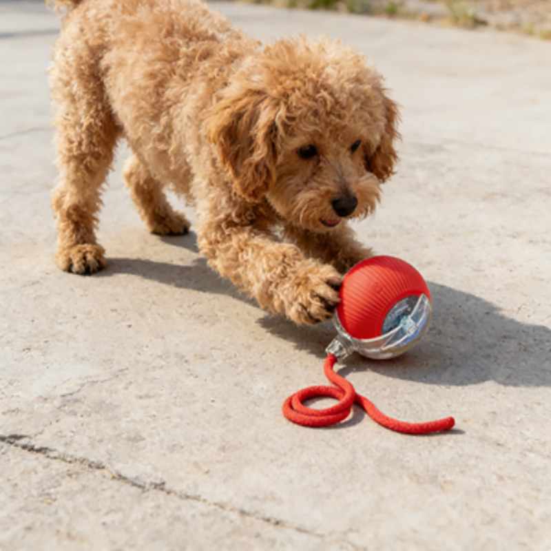 automatic dog toy