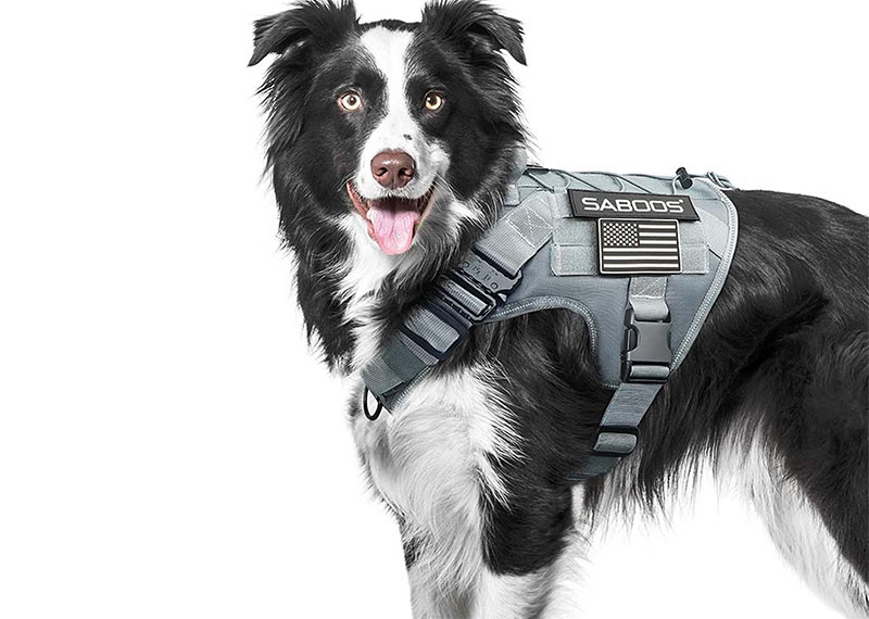 Pet Leash Buying Guide: Which Material is Best - Nylon, Leather or Reflective?