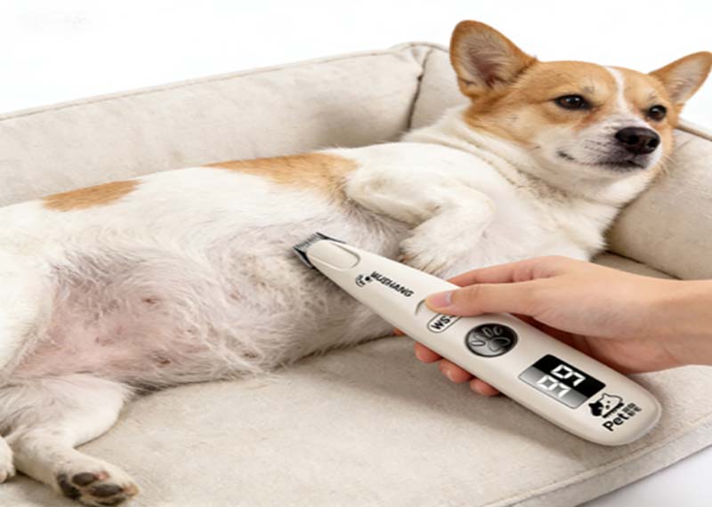 How to Trim Your Pet’s Nails Safely (Without Making Them Bleed)?