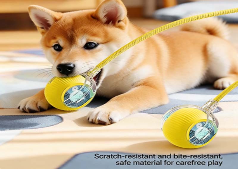 Budget-Friendly Dog Toys Under $10 That Actually Last