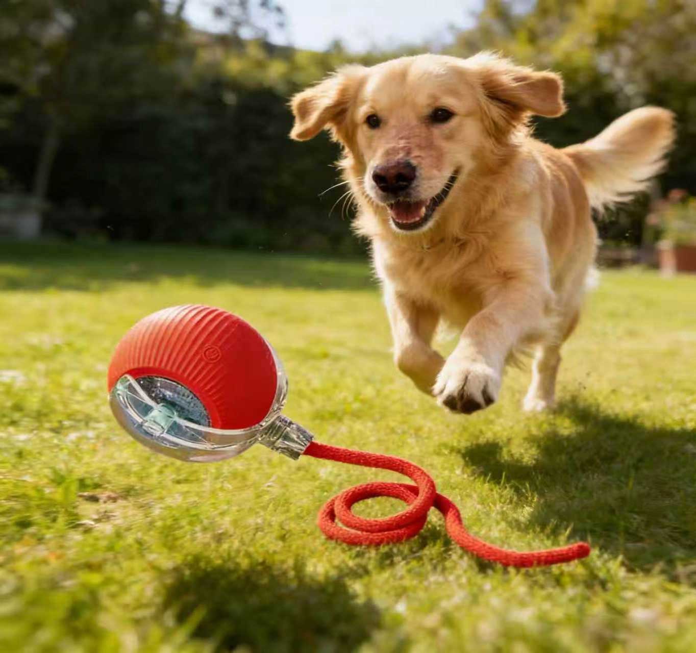 Toughest Interactive Pet Toys 2026: Scratch-Resistant & Long-Lasting